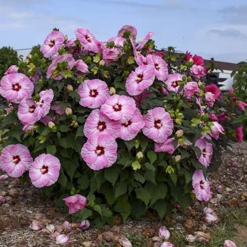 Hibiscus Summerific Spinderella în ghiveci ❤️ FloraPris