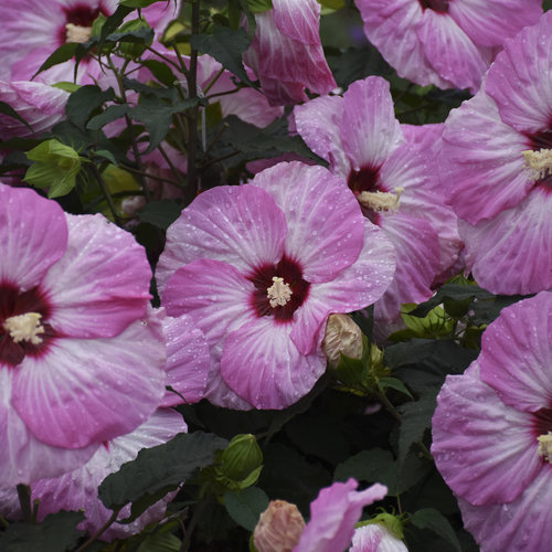 Hibiscus Summerific Spinderella la ghiveci ❤️ FloraPris Hibiscus Summerific Spinderella la ghiveci ❤️ FloraPris