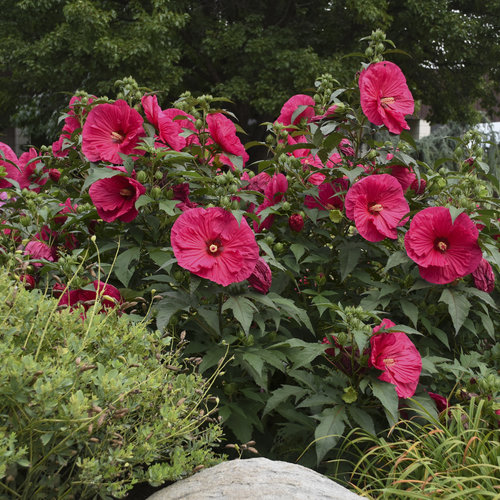 Hibiscus Summerific Summer In Paradise de vanzare la ghiveci flori uriașe ❤️ FloraPris Hibiscus Summerific Summer In Paradise de vanzare la ghiveci flori uriașe ❤️ FloraPris