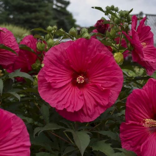 Hibiscus Summerific Summer In Paradise la ghiveci flori uriașe ❤️ FloraPris