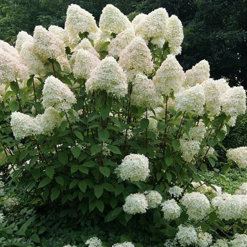 Hydrangea paniculata Hercules în ghiveci 6l. Preț bun ❤️ FloraPris