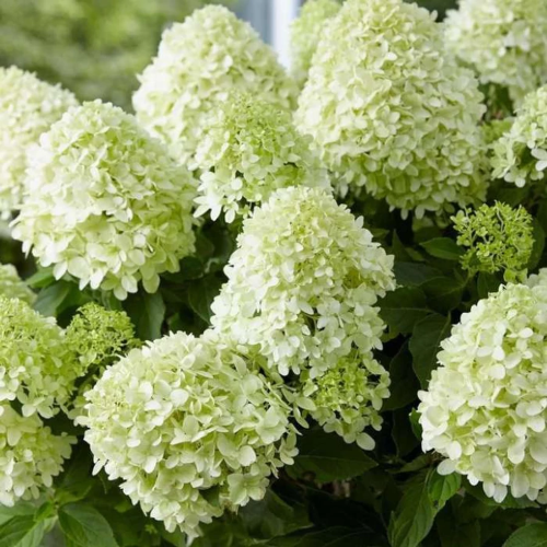 Hydrangea paniculata Kyfall în ghiveci 6l. Preț bun ❤️ FloraPris