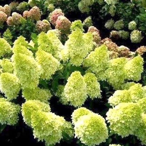 Hydrangea paniculata Mojito de vanzare în ghiveci 6l. Preț bun ❤️ FloraPris