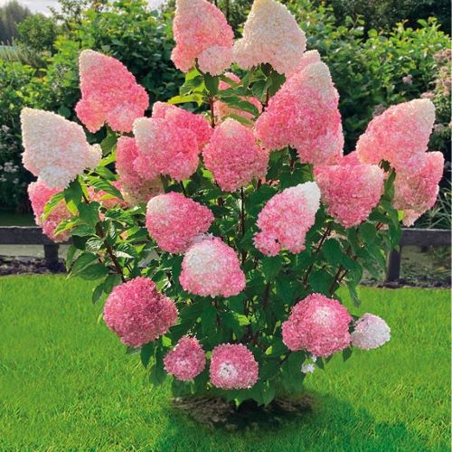 Hydrangea paniculata Pink & Rose de vanzare în ghiveci 20l. Preț bun ❤️ FloraPris