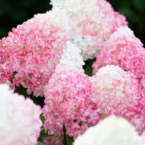 Hydrangea paniculata Pink & Rose în ghiveci 20l ❤️ FloraPris