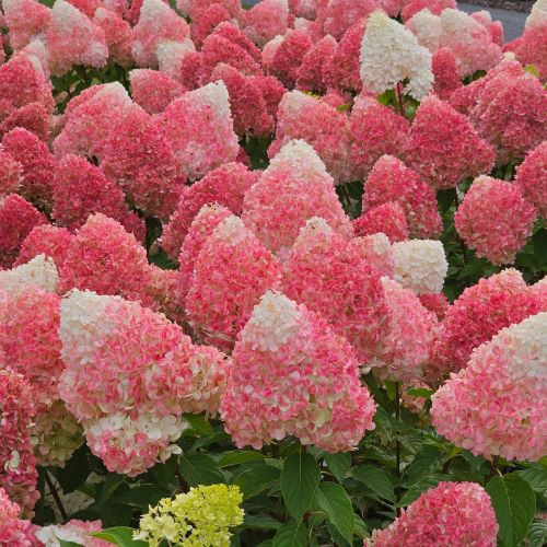 0Hydrangea paniculata Pink & Rose la ghiveci 20l. Preț bun ❤️ FloraPris