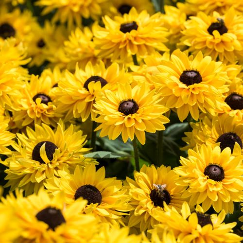 Rudbeckia Big Cheerleader de vânzare in ghiveci, preț bun ❤️ FloraPris