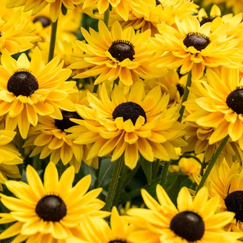 Rudbeckia Big Cheerleader de vânzare la ghiveci, preț bun ❤️ FloraPris Rudbeckia Big Cheerleader de vânzare la ghiveci, preț bun ❤️ FloraPris