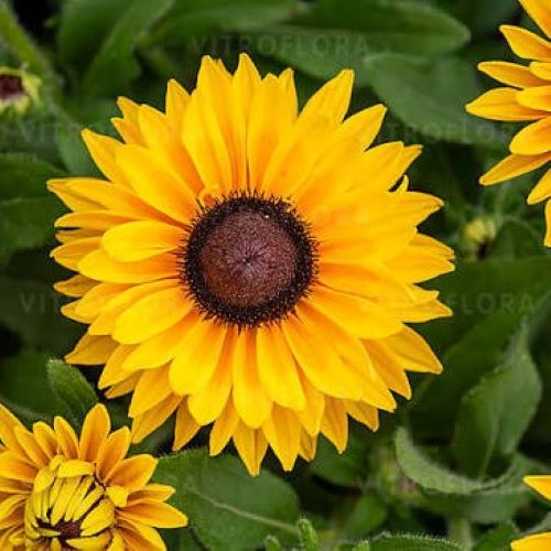 Rudbeckia Big Cheerleader la ghiveci, preț bun ❤️ FloraPris Rudbeckia Big Cheerleader la ghiveci, preț bun ❤️ FloraPris