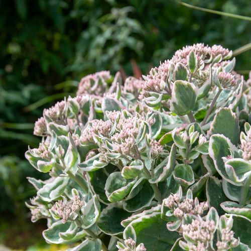 Sedum La Vie En Rose de vânzare in ghiveci. Preț bun ❤️ FloraPris Sedum La Vie En Rose de vânzare in ghiveci. Preț bun ❤️ FloraPris