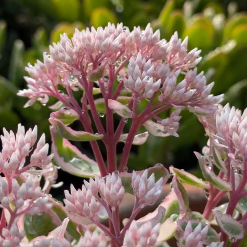 Sedum La Vie En Rose de vânzare la ghiveci ❤️ FloraPris