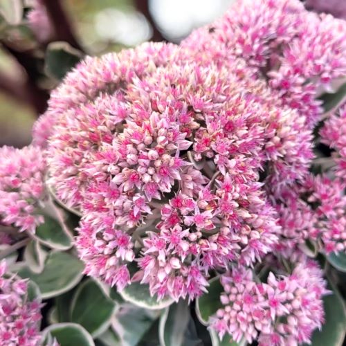 Sedum La Vie En Rose de vânzare la ghiveci. Preț bun ❤️ FloraPris