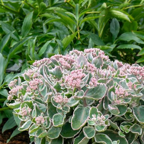 Sedum La Vie En Rose la ghiveci. Preț bun ❤️ FloraPris