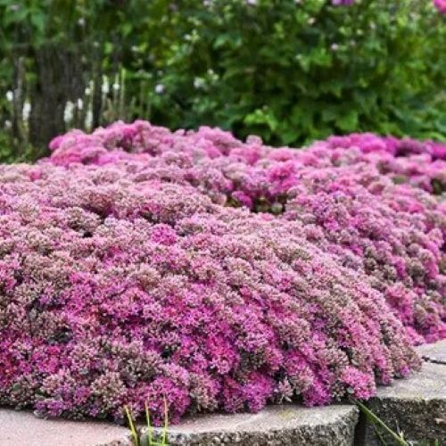 Sedum Rock N Round Popstar de vânzare in ghiveci. Preț bun ❤️ FloraPris