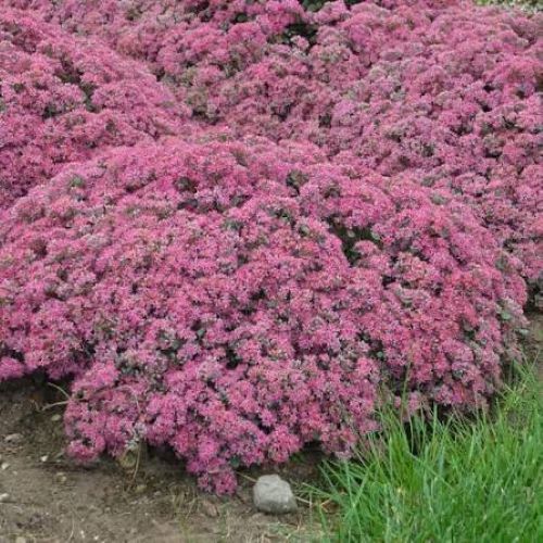 Sedum Rock N Round Popstar de vânzare la ghiveci ❤️ FloraPris