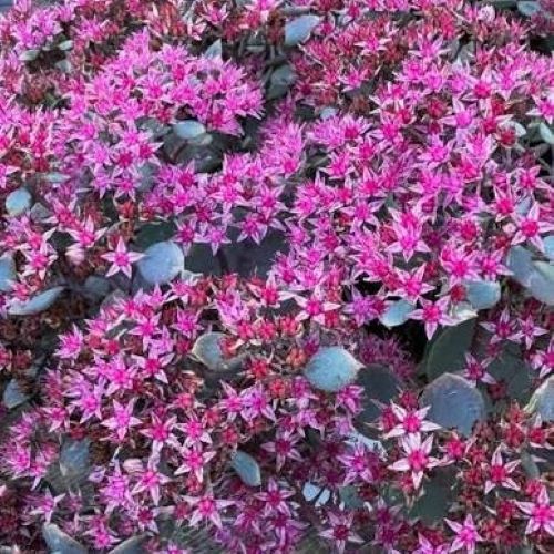 Sedum Rock N Round Popstar de vânzare la ghiveci. Preț bun ❤️ FloraPris Sedum Rock N Round Popstar de vânzare la ghiveci. Preț bun ❤️ FloraPris
