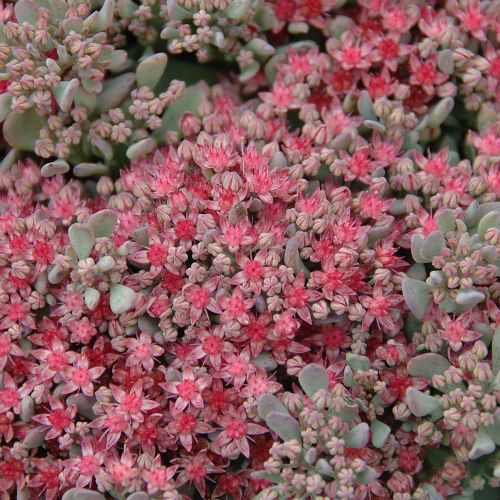 Sedum Rocky de vânzare in ghiveci. Preț bun ❤️ FloraPris Sedum Rocky de vânzare in ghiveci. Preț bun ❤️ FloraPris