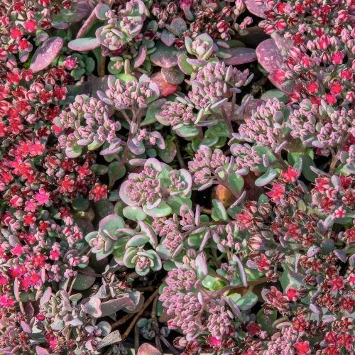 Sedum Rocky de vânzare la ghiveci ❤️ FloraPris Sedum Rocky de vânzare la ghiveci ❤️ FloraPris