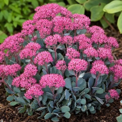 Sedum Rocky de vânzare la ghiveci. Preț bun ❤️ FloraPris