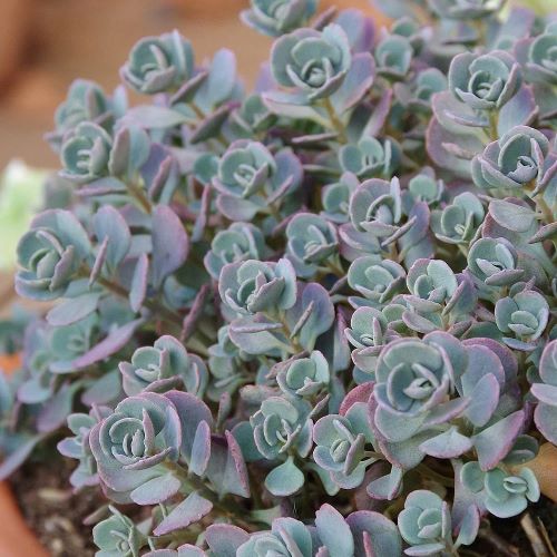 Sedum Rocky la ghiveci. Preț bun ❤️ FloraPris Sedum Rocky la ghiveci. Preț bun ❤️ FloraPris