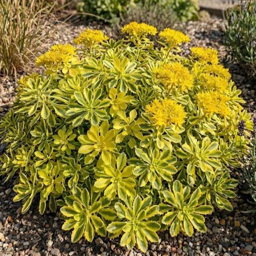 Sedum The Edge de vânzare in ghiveci. Preț bun ❤️ FloraPris