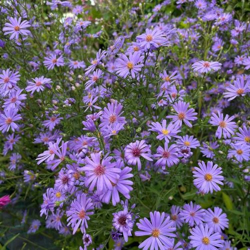 Aster Treffpunkt de vanzare in ghiveci preț bun ❤️ FloraPris Aster Treffpunkt de vanzare in ghiveci preț bun ❤️ FloraPris