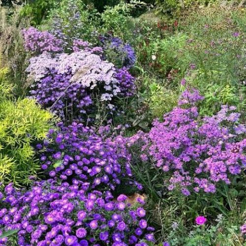 Aster Treffpunkt de vanzare la ghiveci cu preț bun ❤️ FloraPris Aster Treffpunkt de vanzare la ghiveci cu preț bun ❤️ FloraPris