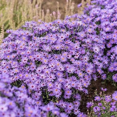 Aster Treffpunkt de vanzare la ghiveci preț bun ❤️ FloraPris