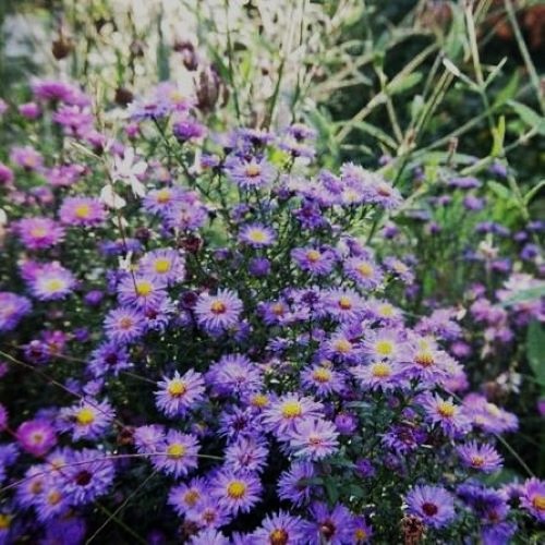 Aster Treffpunkt de vanzare la ghiveci preț mic ❤️ FloraPris