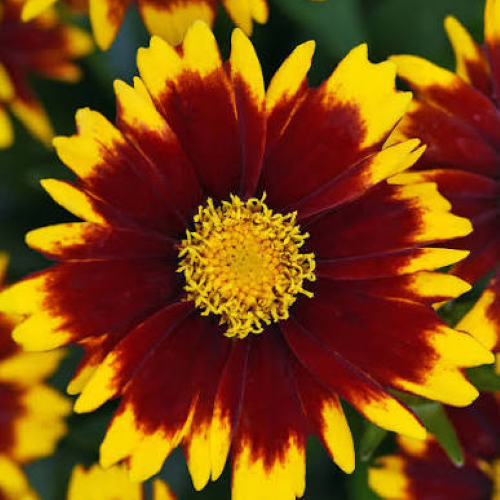 Coreopsis Yellow Red de vanzare în ghiveci cu preț bun ❤️ FloraPris Coreopsis Yellow Red de vanzare în ghiveci cu preț bun ❤️ FloraPris