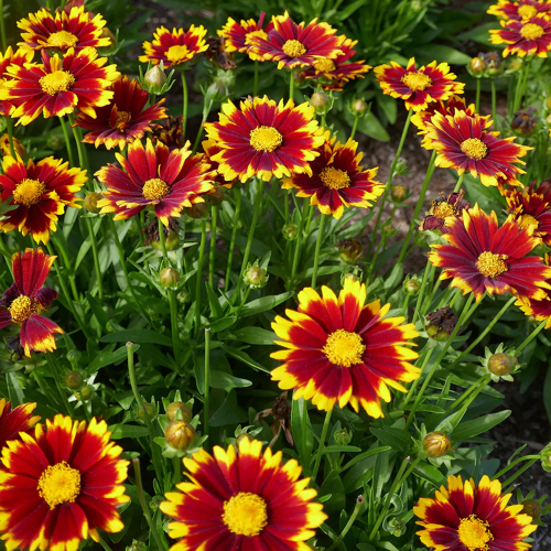 Coreopsis Yellow Red de vanzare la ghiveci cu preț bun ❤️ FloraPris Coreopsis Yellow Red de vanzare la ghiveci cu preț bun ❤️ FloraPris