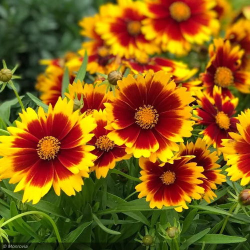 Coreopsis Yellow Red de vanzare la ghiveci, preț bun ❤️ FloraPris