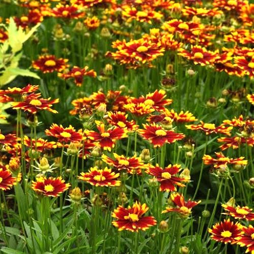 Coreopsis Yellow Red de vanzare la ghiveci ❤️ FloraPris Coreopsis Yellow Red de vanzare la ghiveci ❤️ FloraPris