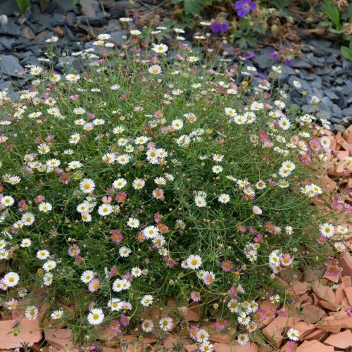Erigeron Karvinskianus de vanzare la ghiveci pret bun ❤️ FloraPris