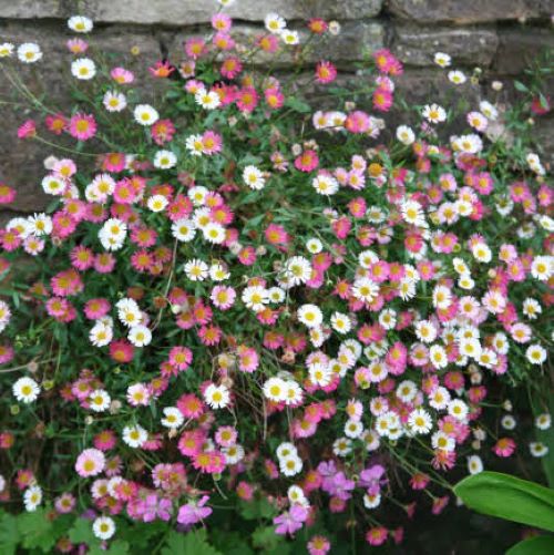 Erigeron Karvinskianus, margarete roz cu alb la ghiveci ❤️ FloraPris