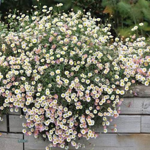 Erigeron Karvinskianus, margarete roz și albe în ghiveci ❤️ FloraPris Erigeron Karvinskianus, margarete roz și albe în ghiveci ❤️ FloraPris