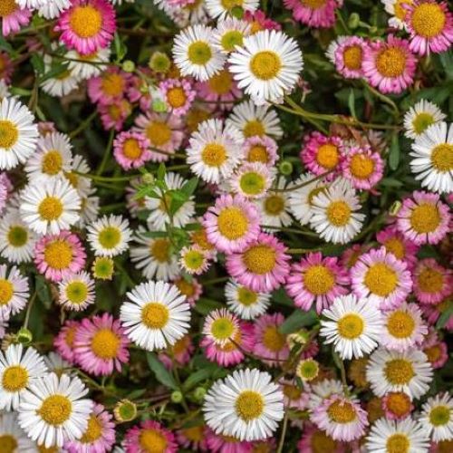 Erigeron Karvinskianus, margarete roz și albe la ghiveci ❤️ FloraPris