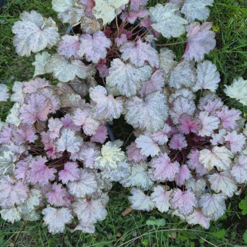 Heuchera Pinky Panky de vanzare la ghiveci ❤️ FloraPris Heuchera Pinky Panky de vanzare la ghiveci ❤️ FloraPris