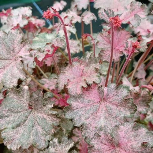Heuchera Pinky Panky de vanzare la ghiveci. Perenă cu frunziș roz ❤️ FloraPris
