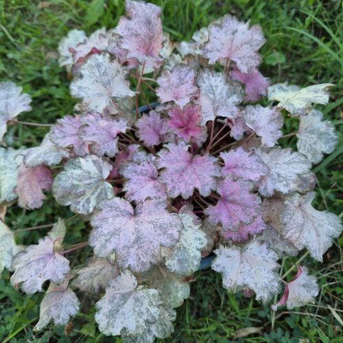 Heuchera Pinky Panky la ghiveci, pret bun ❤️ FloraPris