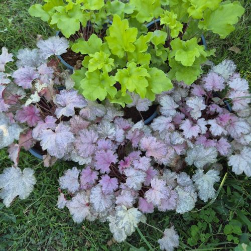 Heuchera Pinky Panky la ghiveci. Perenă cu frunziș roz ❤️ FloraPris
