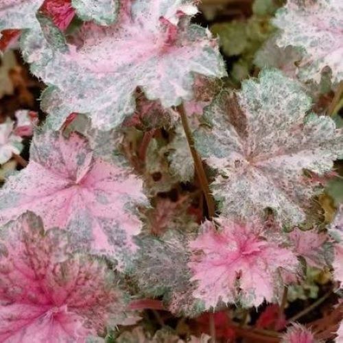 Heuchera Pinky Panky. Perenă cu frunziș roz ❤️ FloraPris