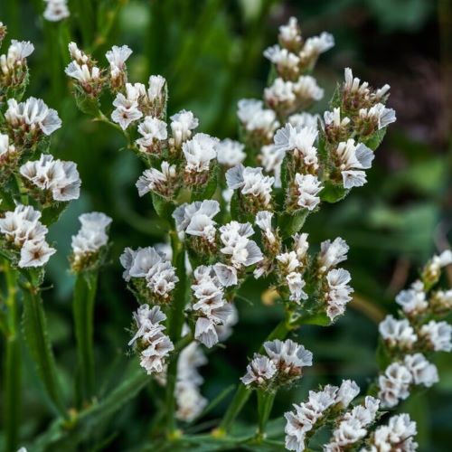 Limonium Limo Silver de vanzare in ghiveci preț bun ❤️ FloraPris