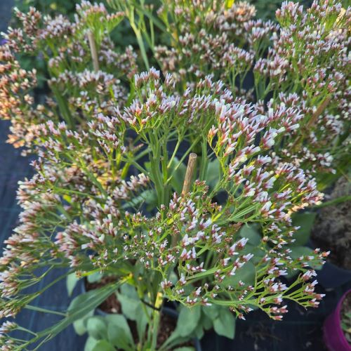 Limonium Limo Silver de vanzare la ghiveci cu preț bun ❤️ FloraPris