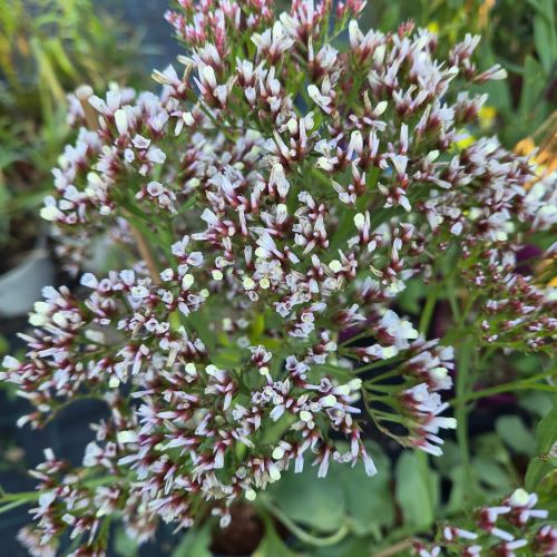 Limonium Limo Silver la ghiveci 3l