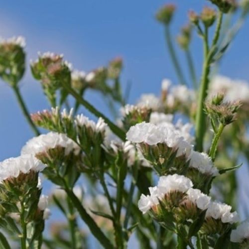 Limonium Limo Silver la ghiveci preț bun ❤️ FloraPris Limonium Limo Silver la ghiveci preț bun ❤️ FloraPris