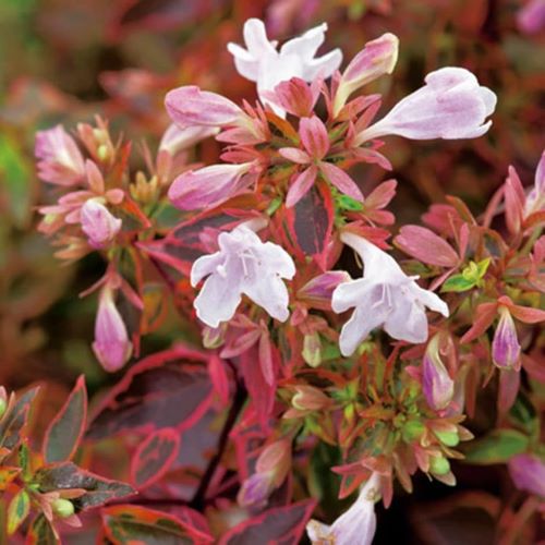 Abelia Grandiflora de vânzare în ghiveci, preț bun ❤️ FloraPris