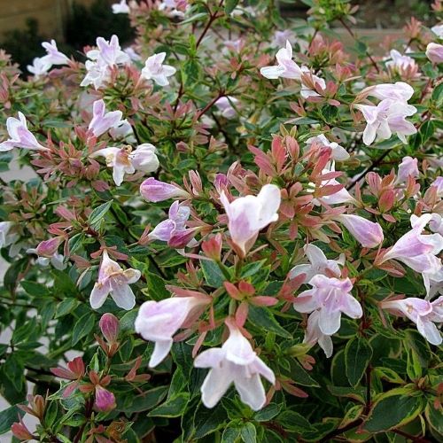Abelia Grandiflora de vânzare la ghiveci, preț bun ❤️ FloraPris