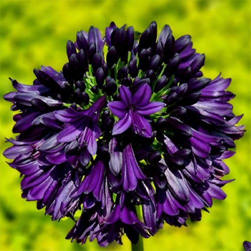 Agapanthus BlackJack de vânzare in ghiveci, preț bun ❤️ FloraPris