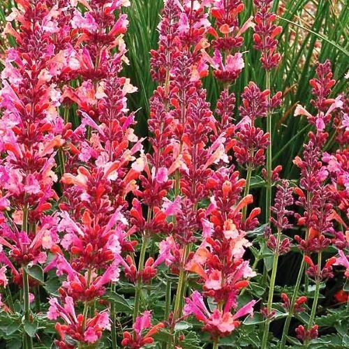 Agastache Morello la ghiveci